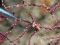 Pygmy seahorse